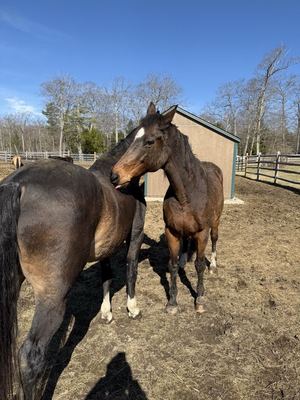 Horses Saying Hi